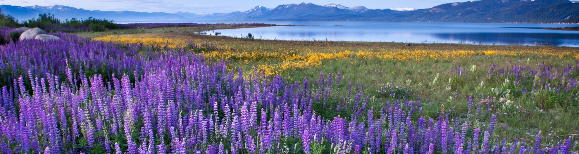 Purple flowers in a meadow with mountain and lake in the background